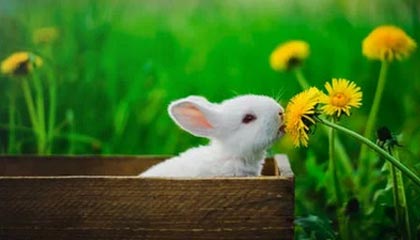 开云官网在线-全国越野滑雪锦标赛黑龙江实现包揽，越野滑雪全国卷