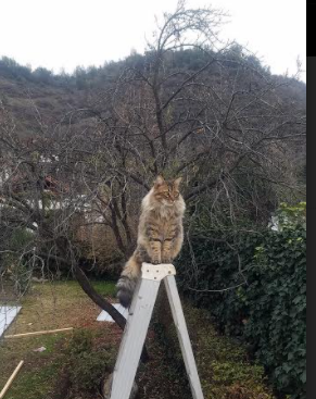 凯尔特人主场惜败雄鹿，系列赛总比分1-1，最终,凯尔特人以112-94击败雄鹿,锁定东部第一