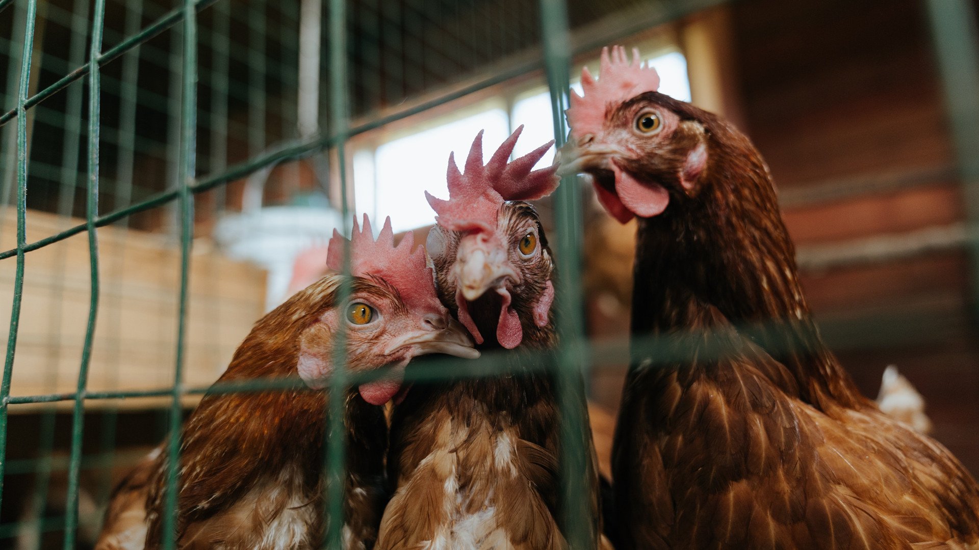 助攻与得分节奏是否存在最佳比例,助攻如何计算