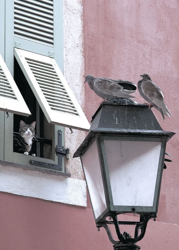 球队节奏混乱时是否应暂停立刻调整，球队的规则