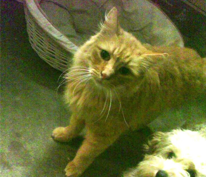 美国队赛制分析:如何在团体赛制中应对不同的战术挑战,美国队小组赛对手