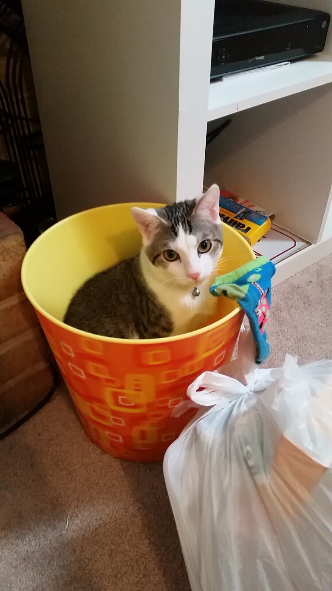 乌拉圭女篮在南美锦标赛中夺冠,体育事业步入新阶段,乌拉圭女球迷