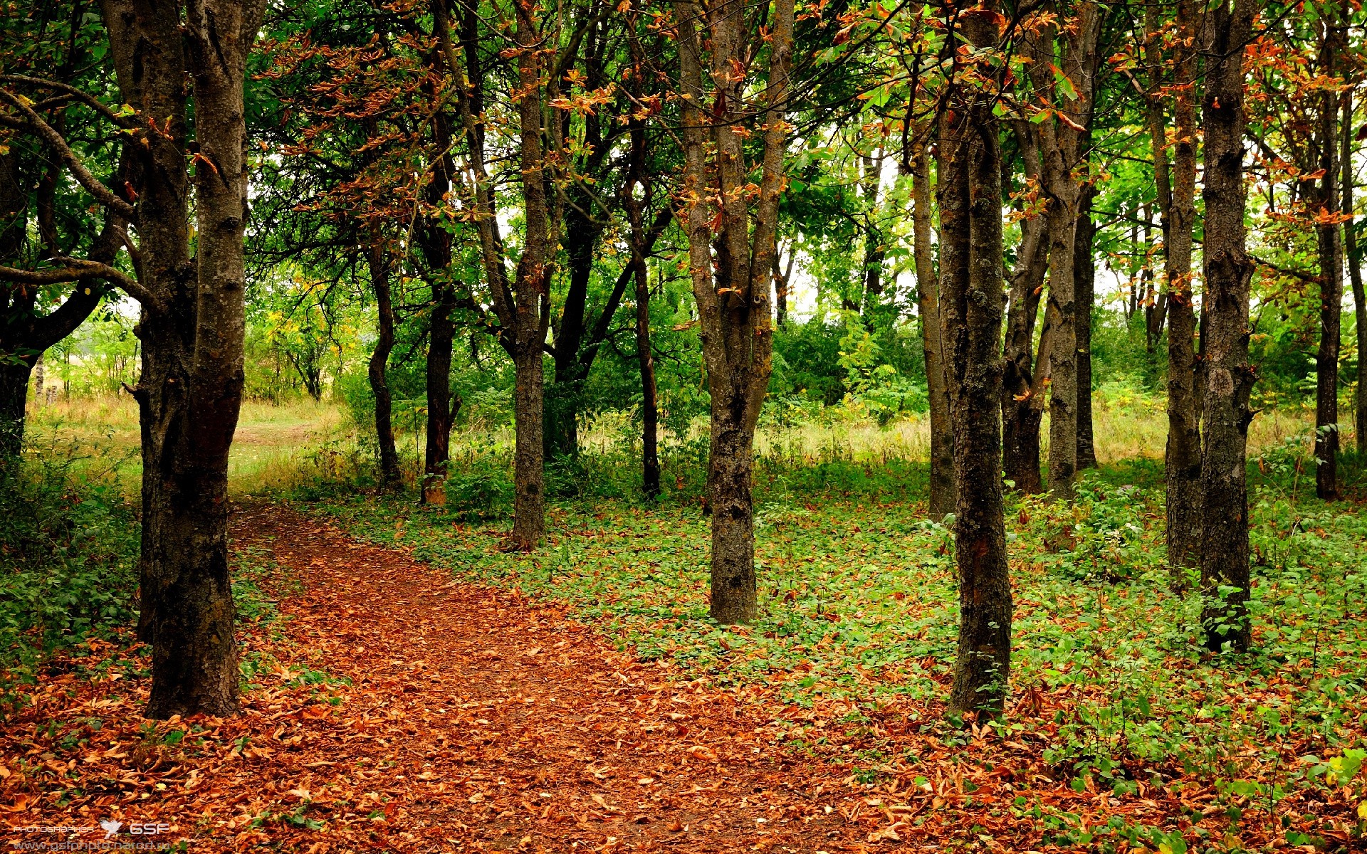 加纳男篮在非洲锦标赛上风采尽显，体育福音不断扩散，非洲加纳怎么样