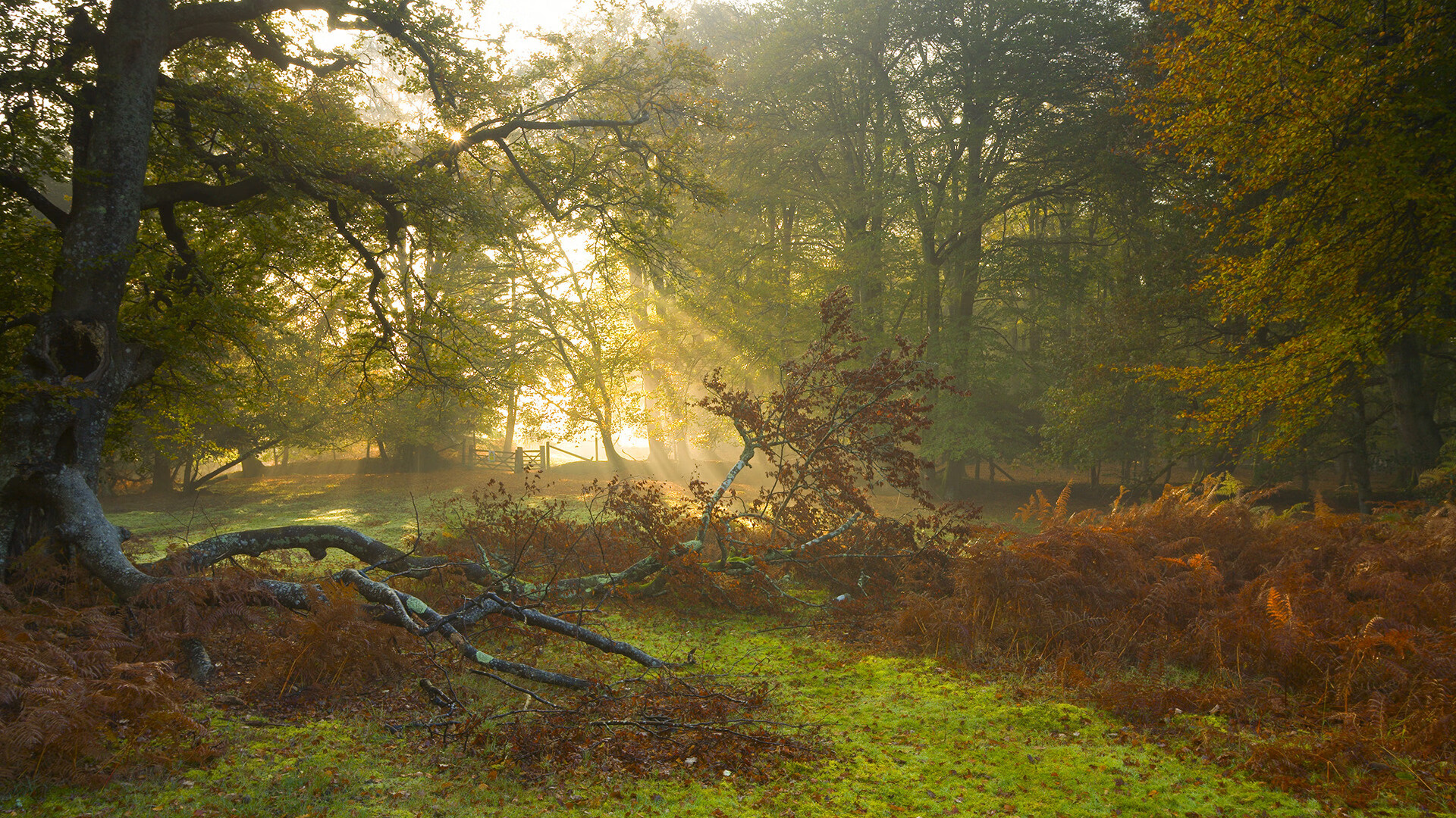 加纳男篮在非洲锦标赛上风采尽显，体育福音不断扩散，非洲加纳怎么样