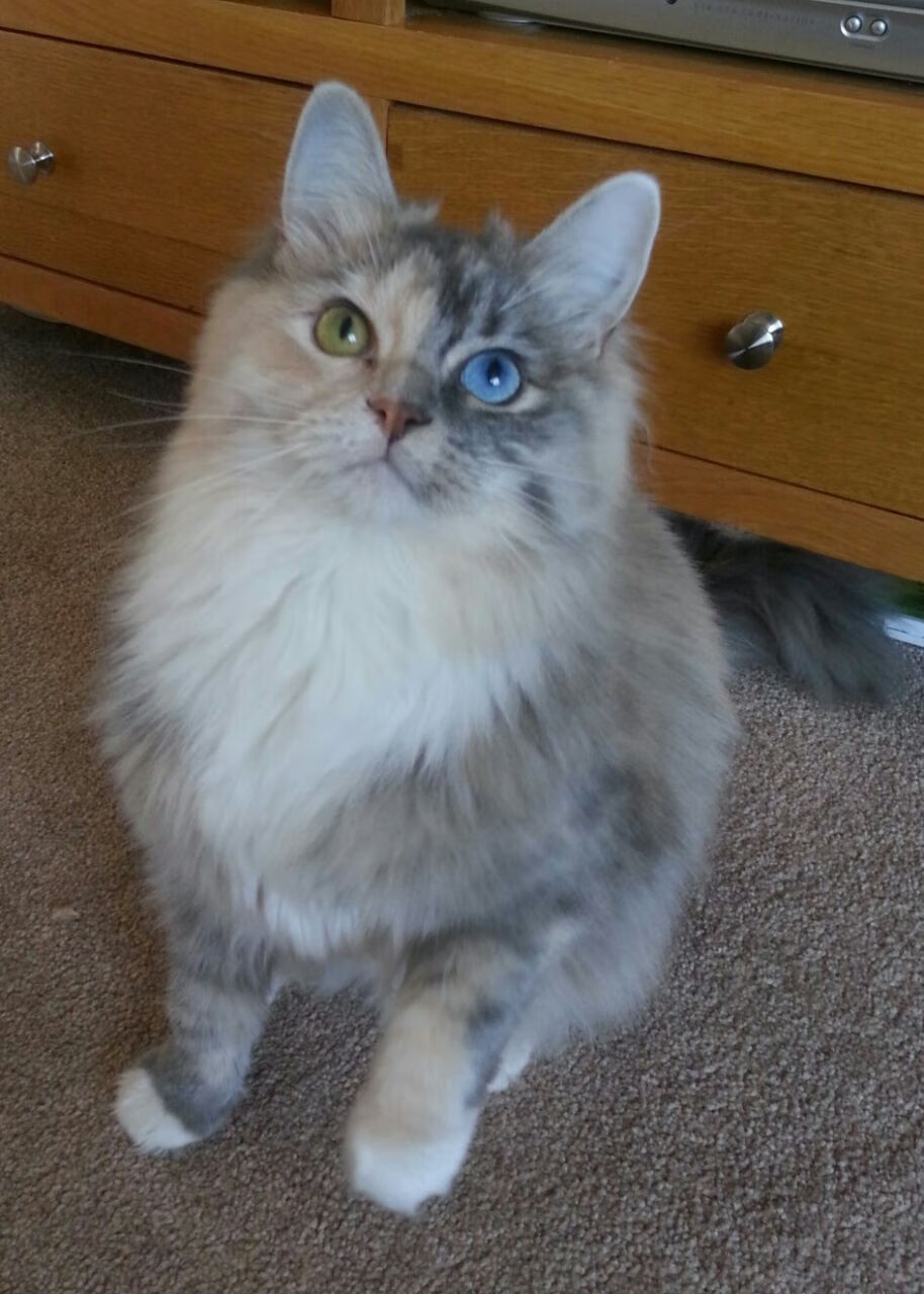 库里命中率提升勇士进攻更加精准,库里的命中率