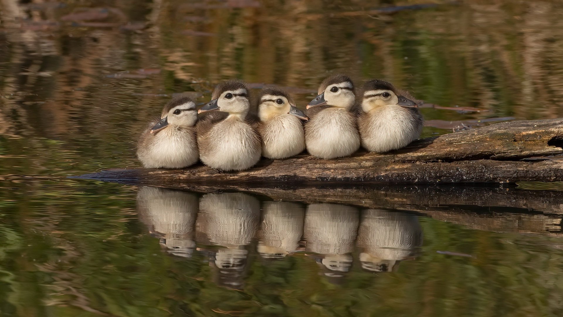 开云·体育官网-意大利短蛙新星西蒙再写突破一刻